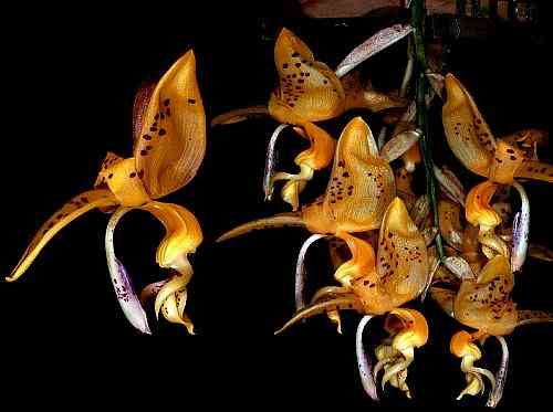 Stanhopea jenishiana
